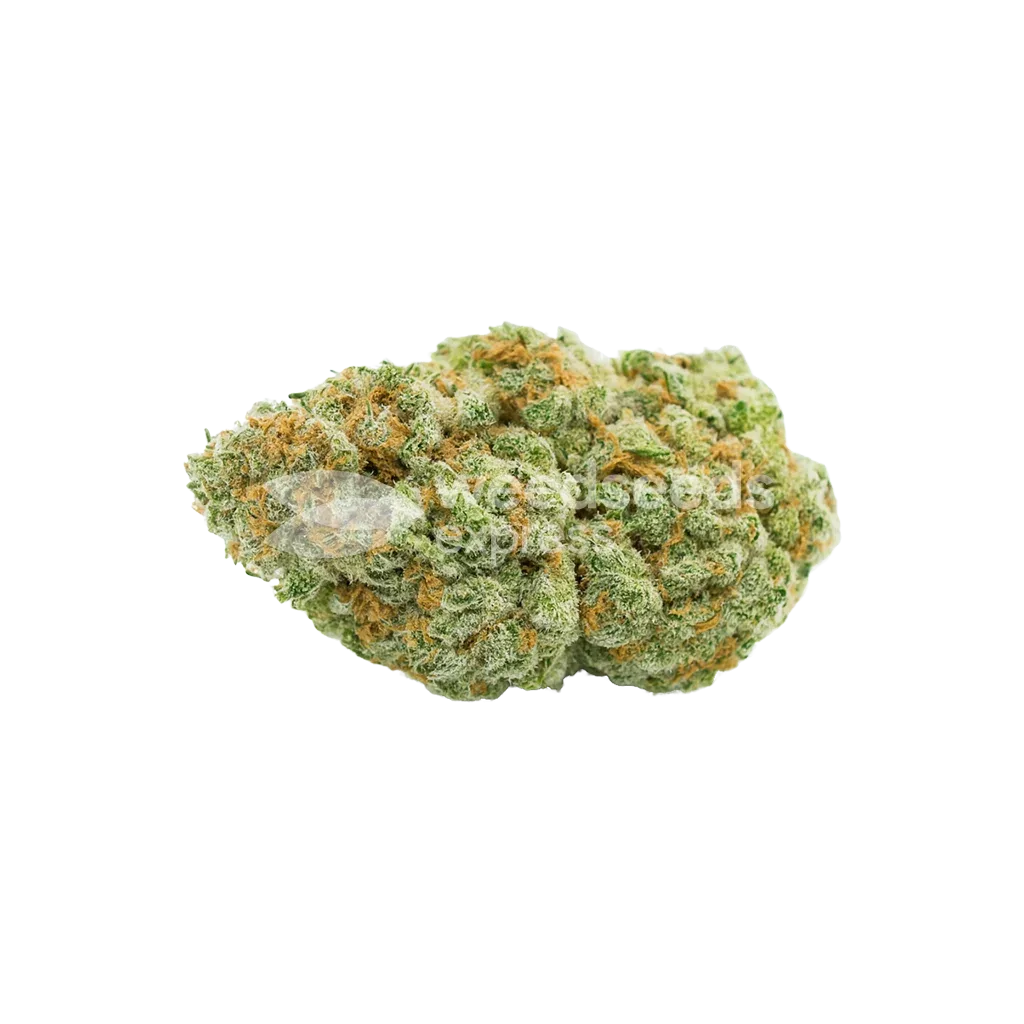 Bud de CBD Critical Mass Auto