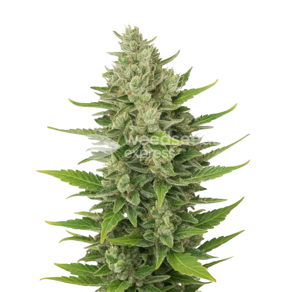 Plante de CBD Critical Mass Auto