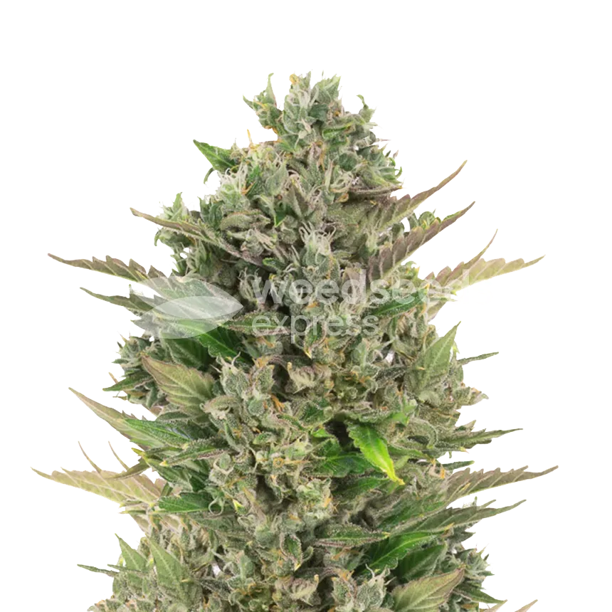 CBD Critical Mass plant