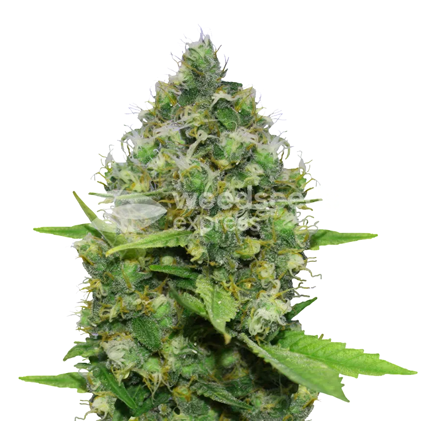 CBD Diesel plant