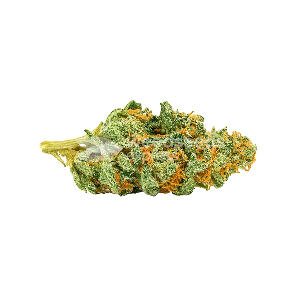 Bud de CBD Express Auto