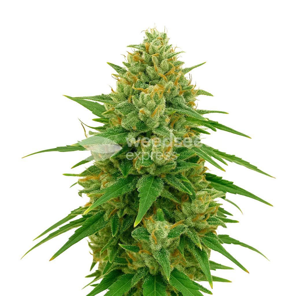 Plante de CBD Express Auto