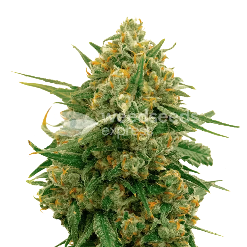 CBD Express plant