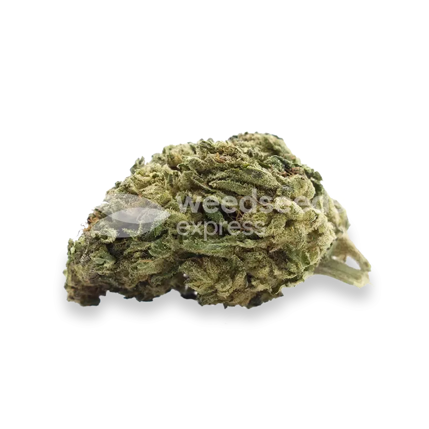 CBD Girl Scout Cookies Bud