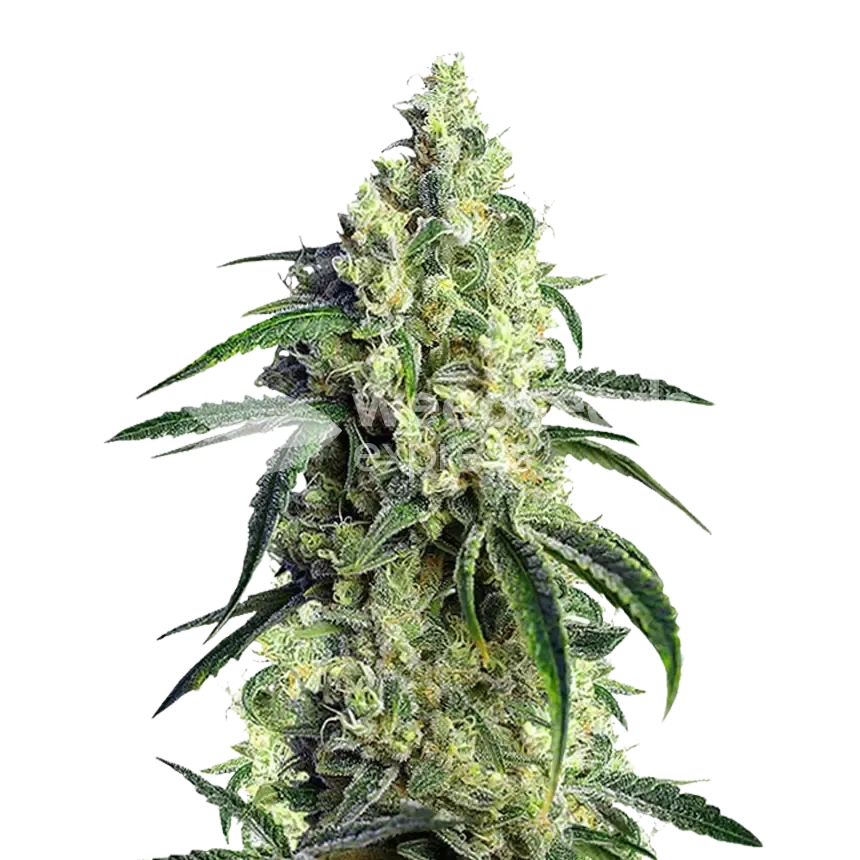 CBD Girl Scout Cookies Plant