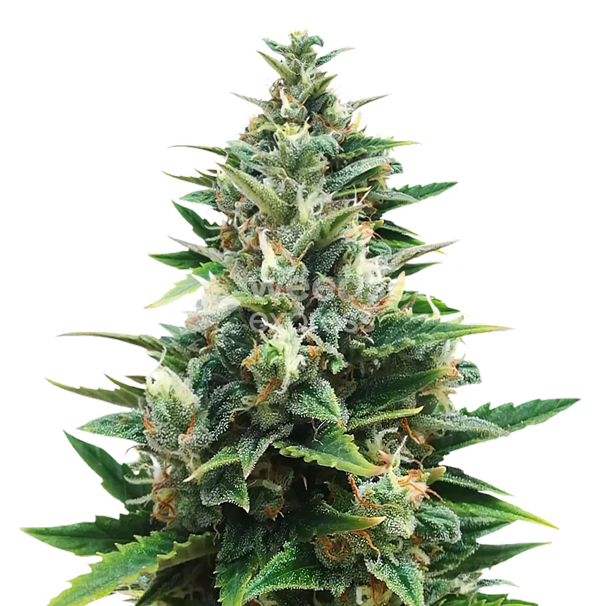 CBD Harle-Tsu Plant