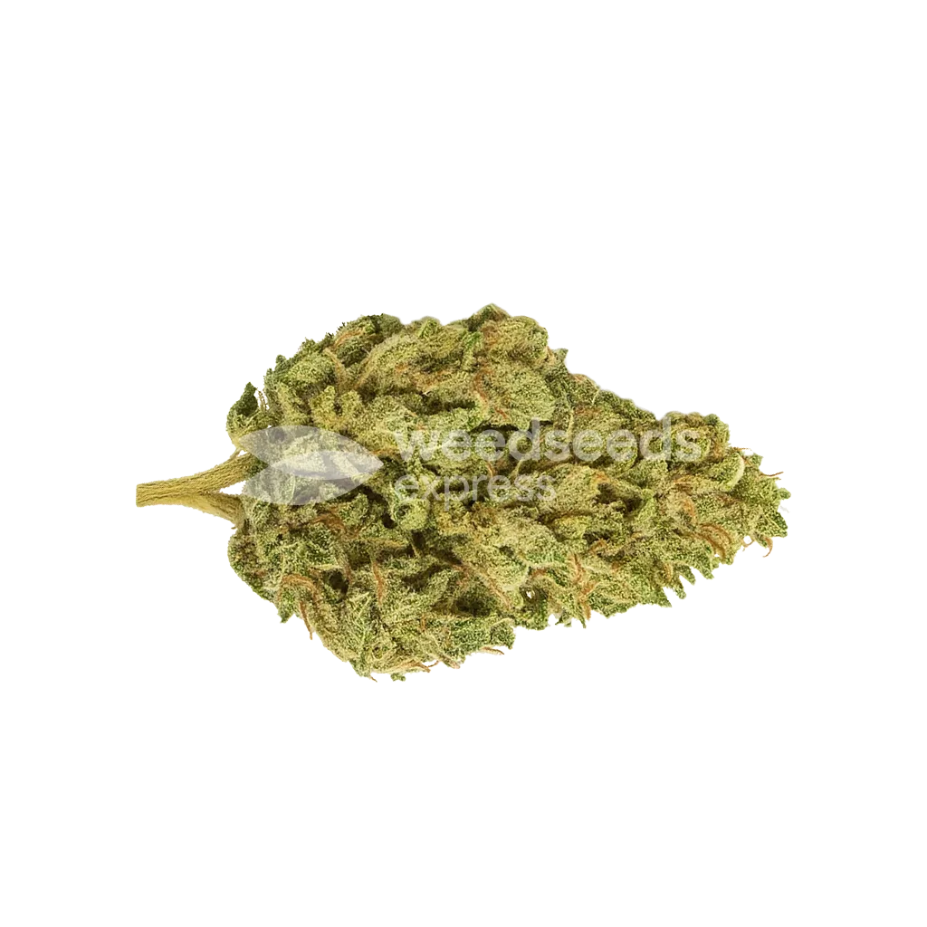 Bud de CBD Kush Auto