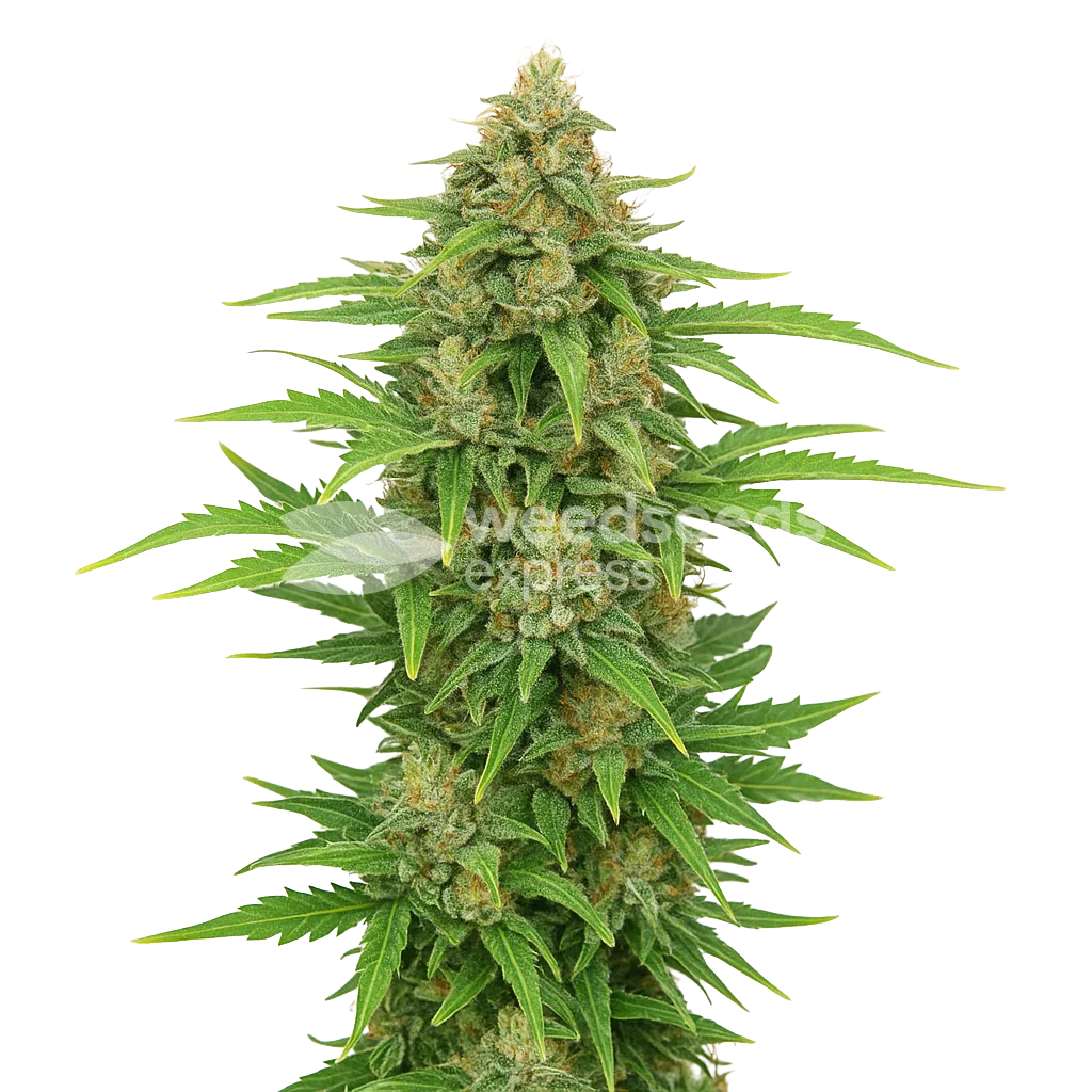Plante de CBD Kush Auto
