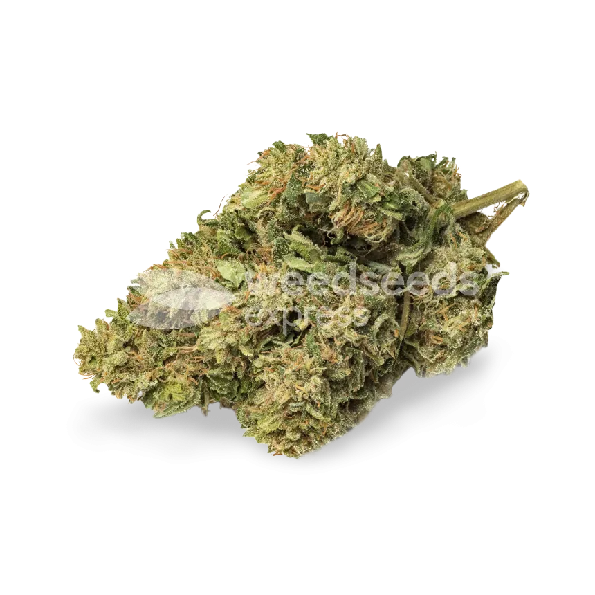 CBD Kush bud