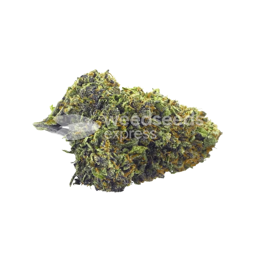 CBD Mango Bud
