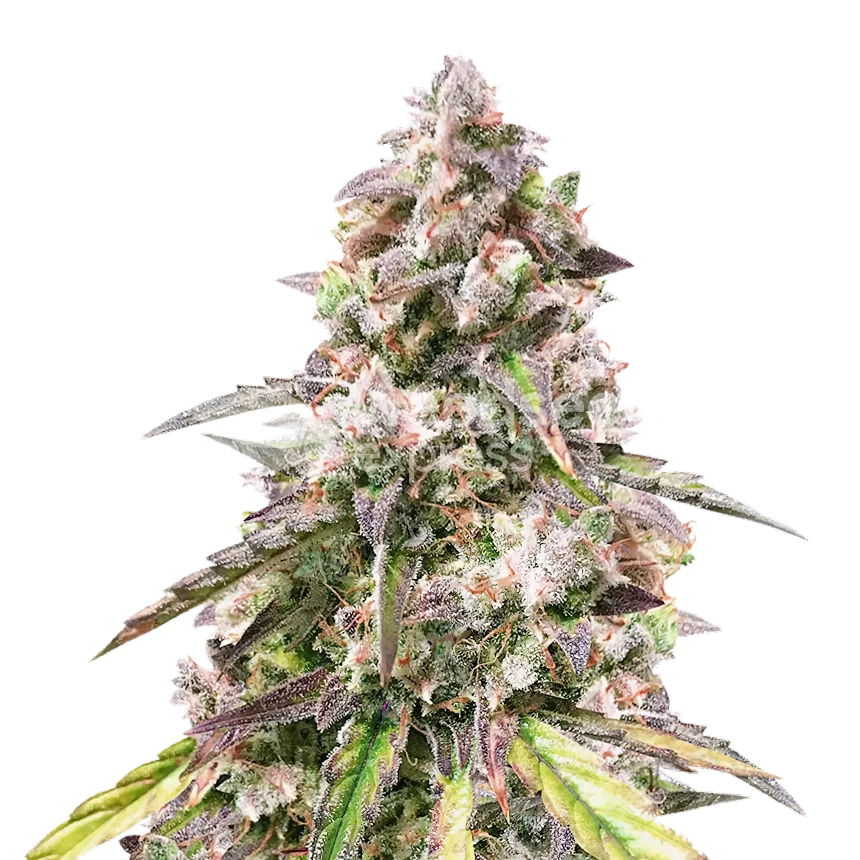 CBD Mango Plant