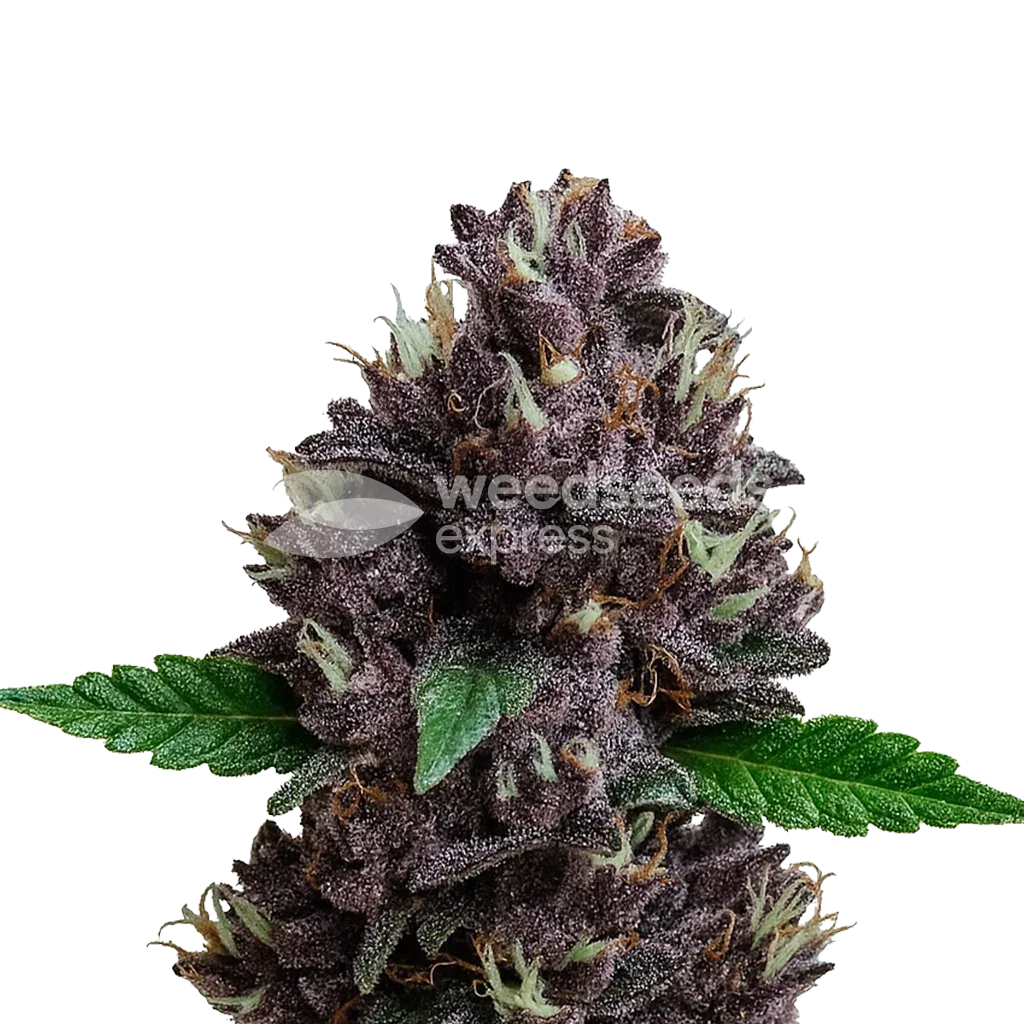 Plante de CBD Purple Kush Auto