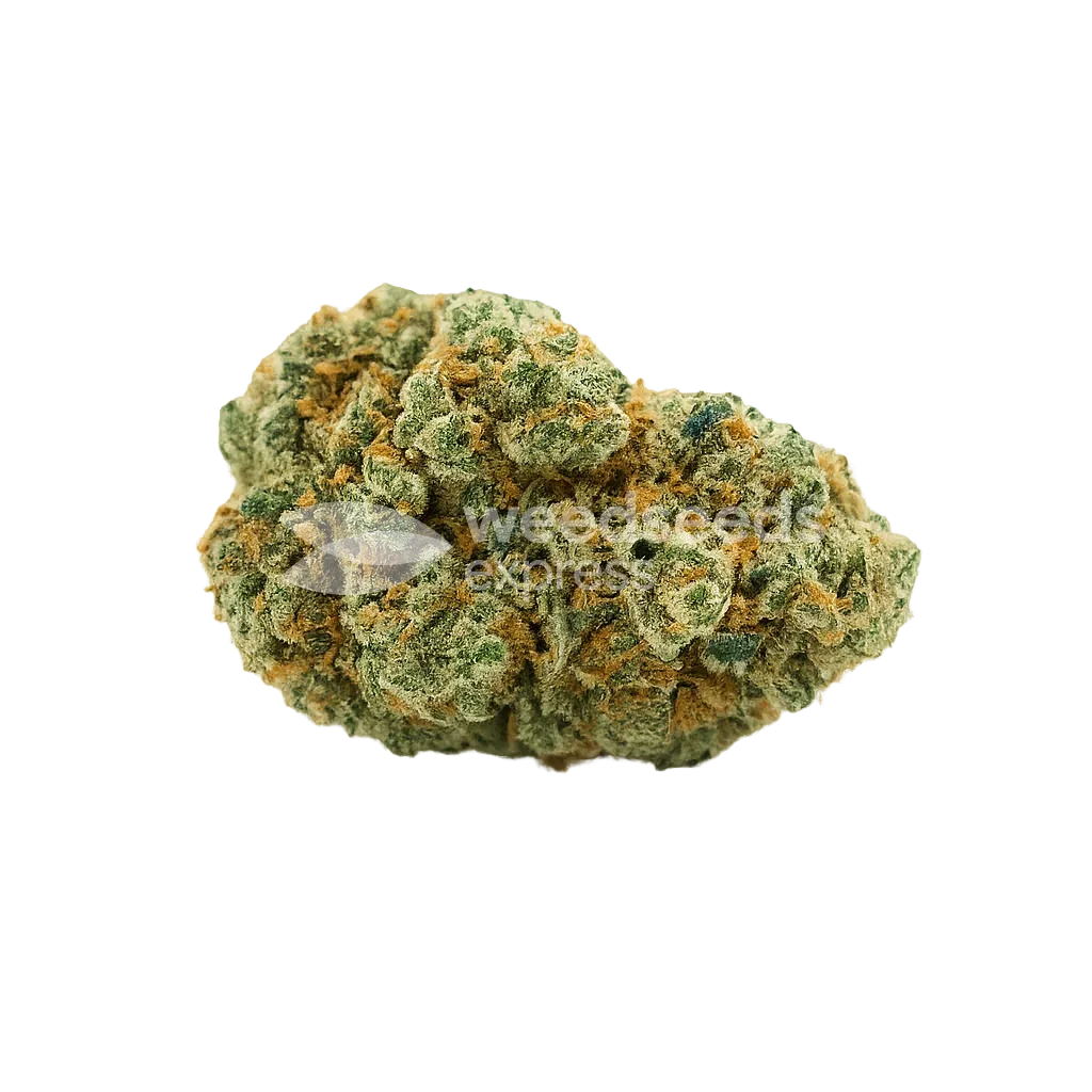 Bud de CBD White Widow Auto