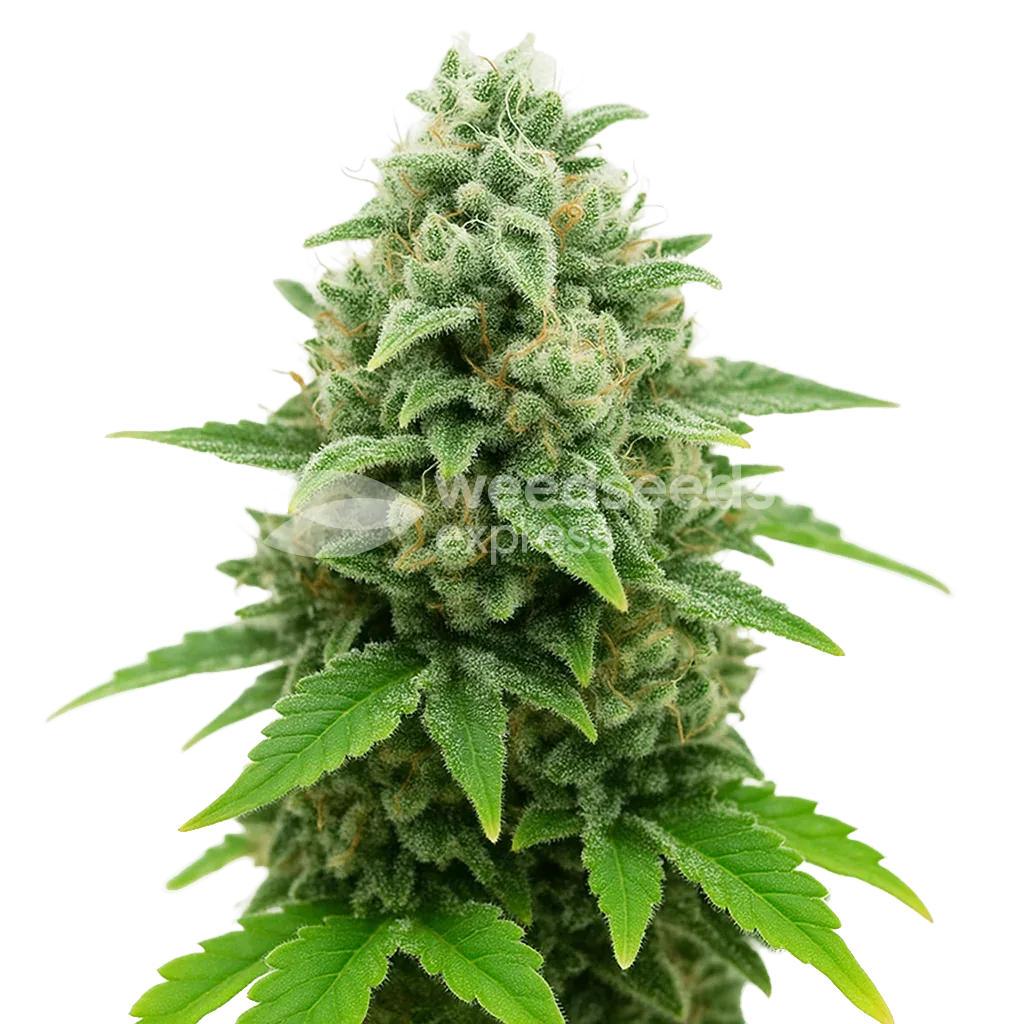 Plante de CBD White Widow Auto
