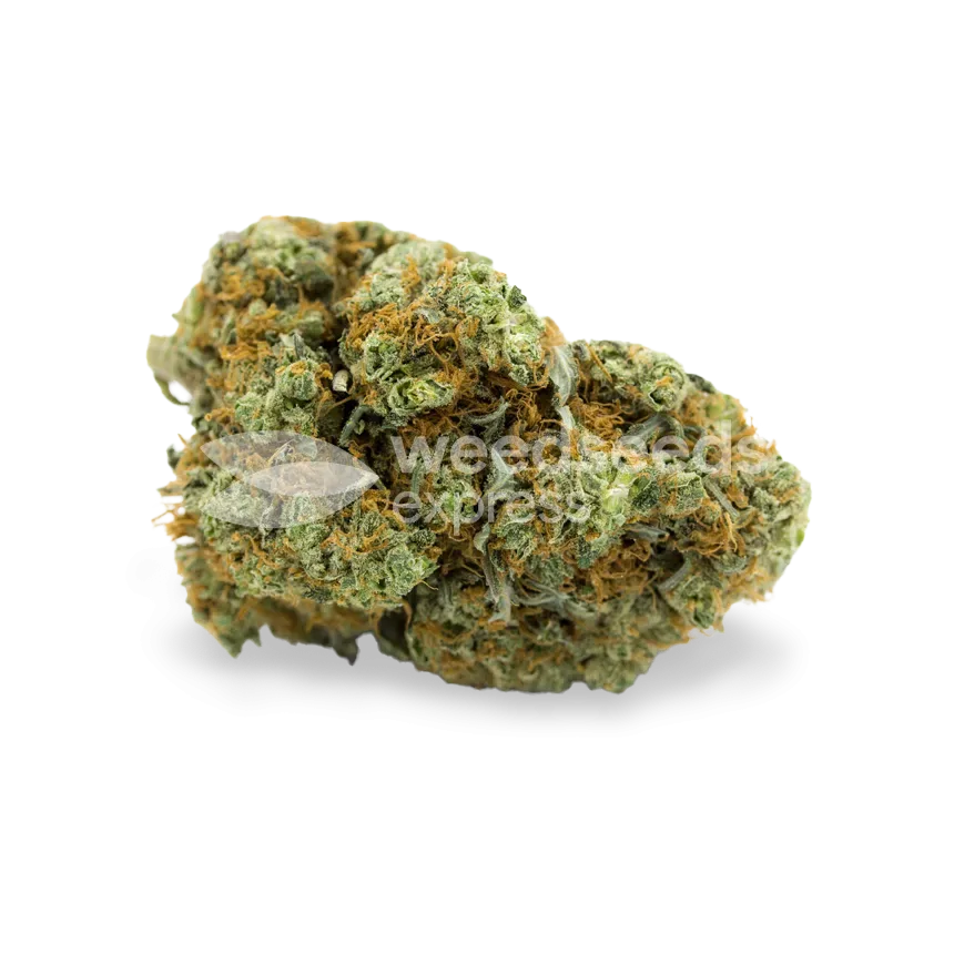 CBD White Widow bud