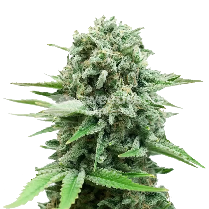 CBD White Widow plant