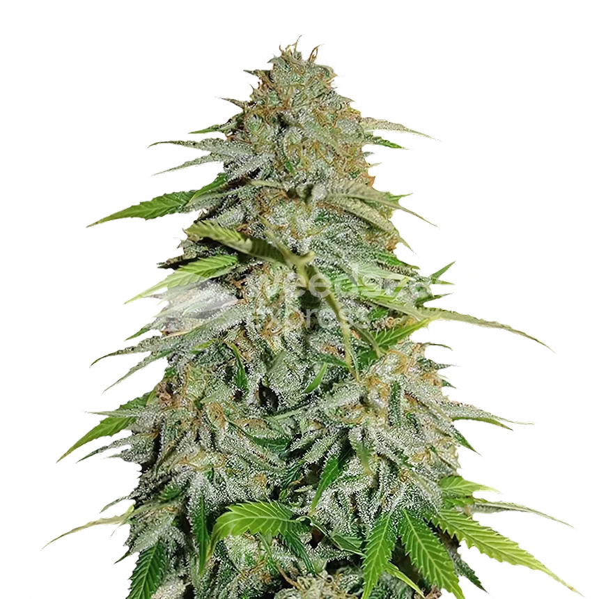 CBD Zenergy Plant