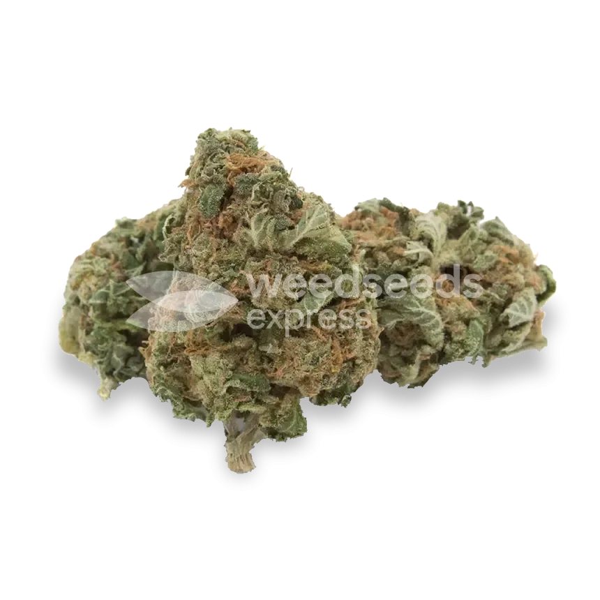 CBD Zkittlez Bud