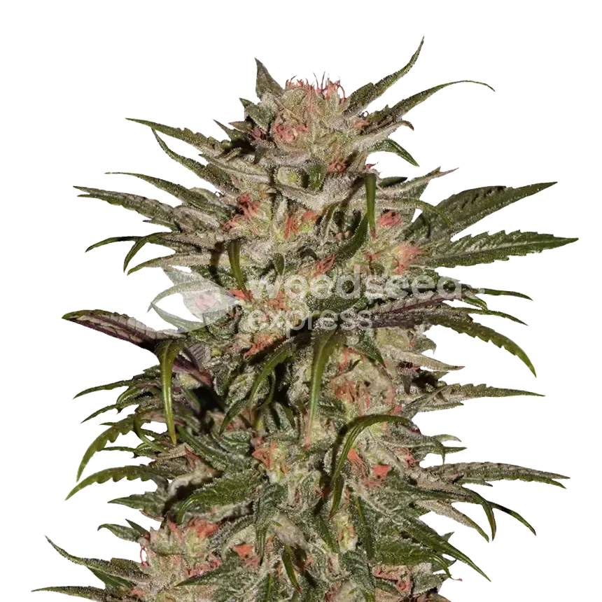 CBD Zkittlez Plant