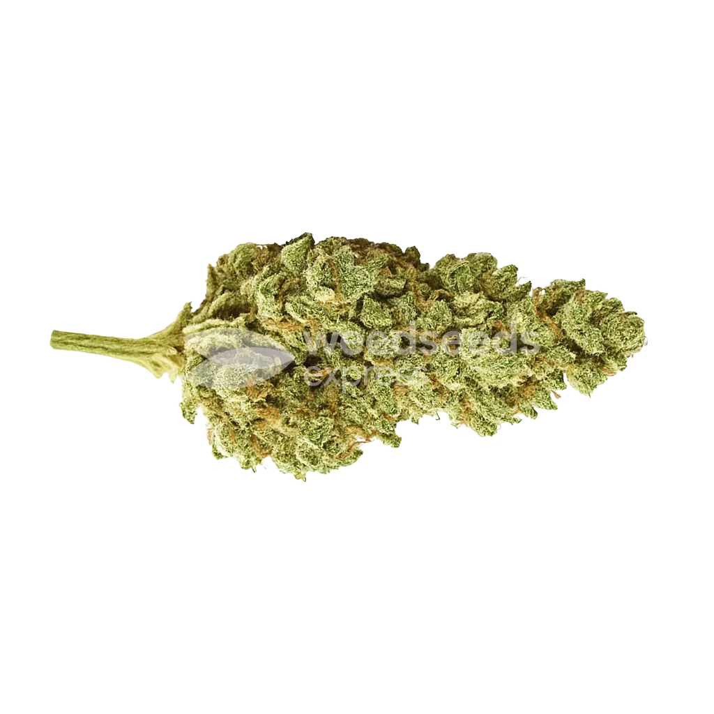 Bud de CBG Citrus Nectar Auto