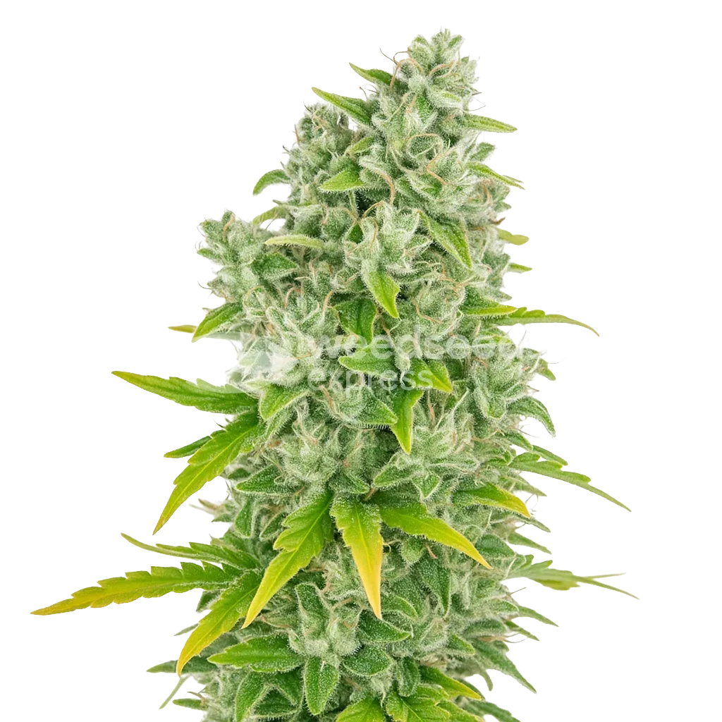 Plante de CBG Citrus Nectar Auto