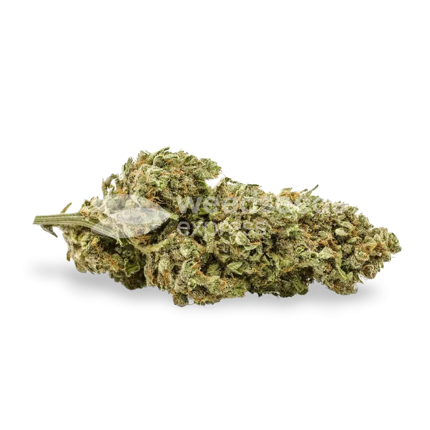 CBG Citrus Nectar bud