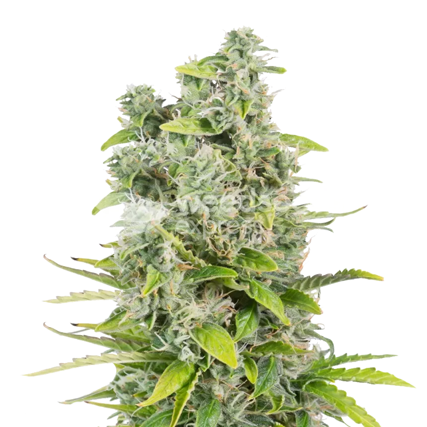 CBG Citrus Nectar plant