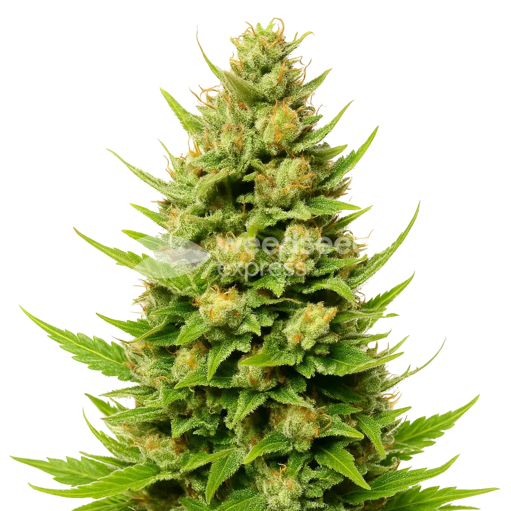 Plante de Cheese Auto