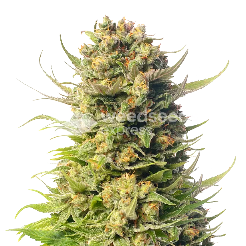 Cheese plant