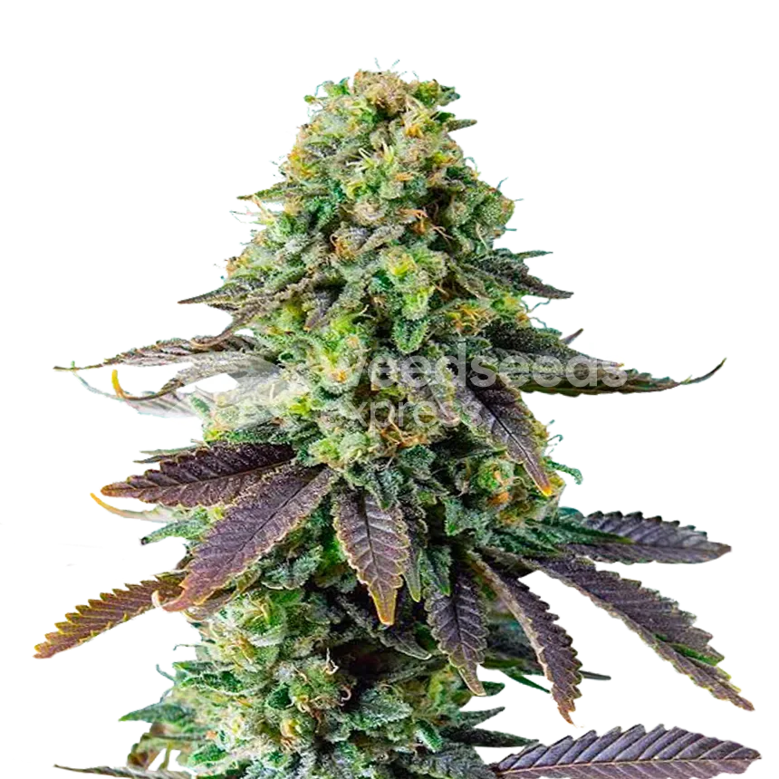 Chemdawg Plant