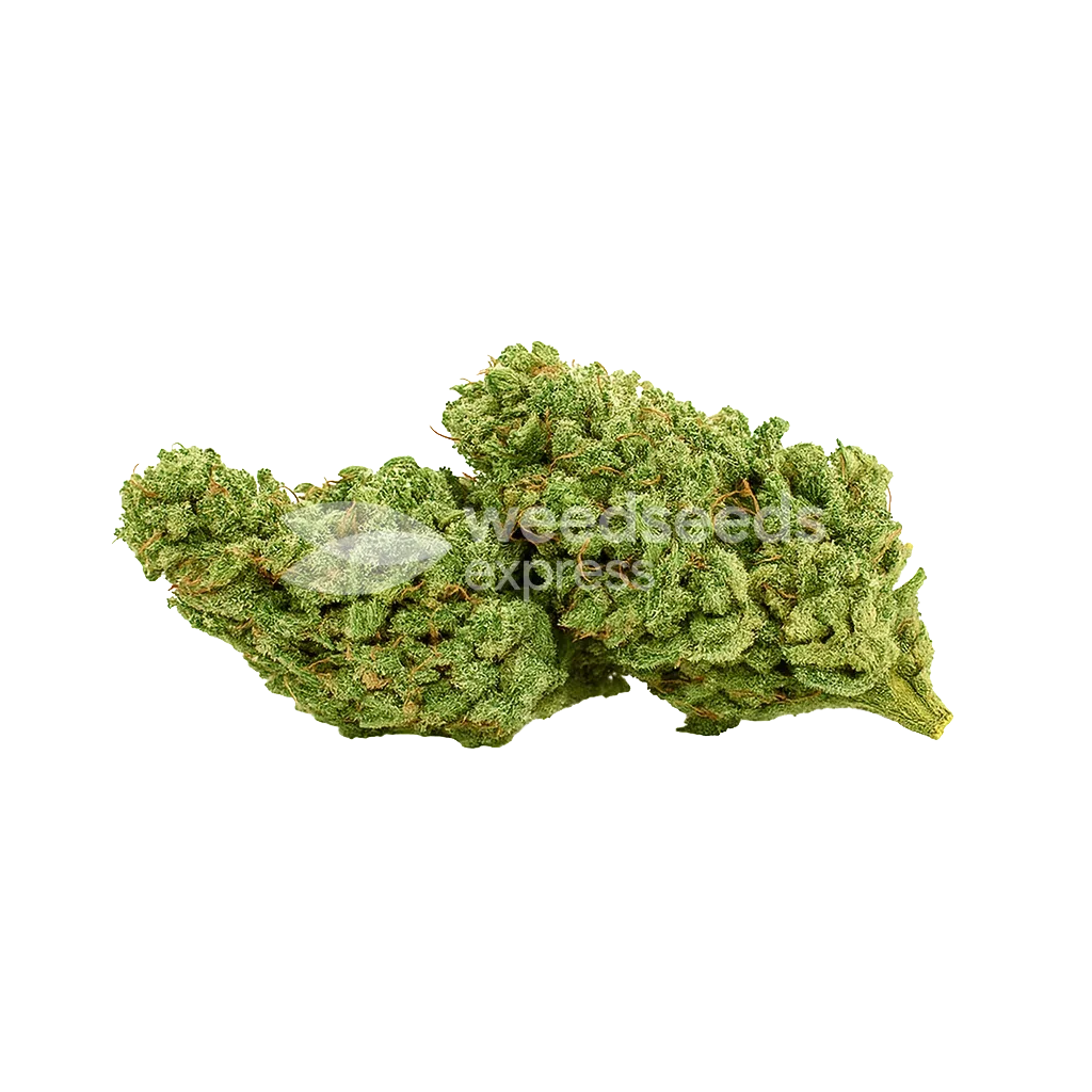Bud de Cherry AK Auto