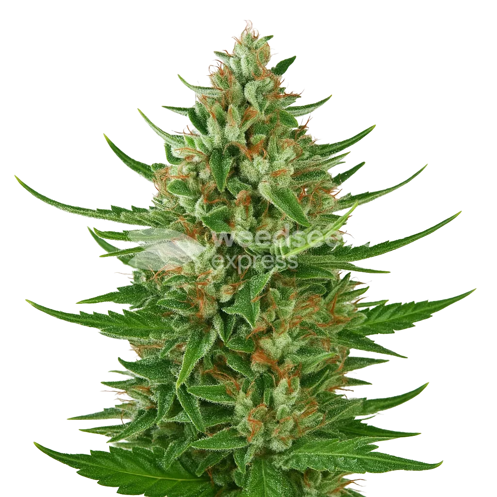Plante de Cherry AK Auto
