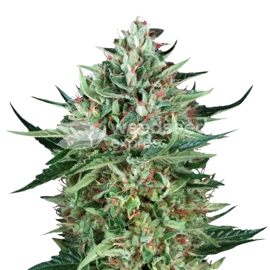 Cherry AK plant
