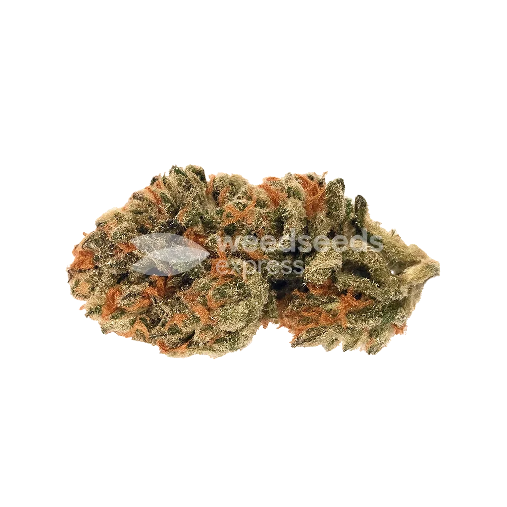 Bud de Cherry Pie Auto