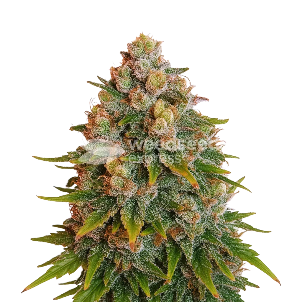 Plante de Cherry Pie Auto
