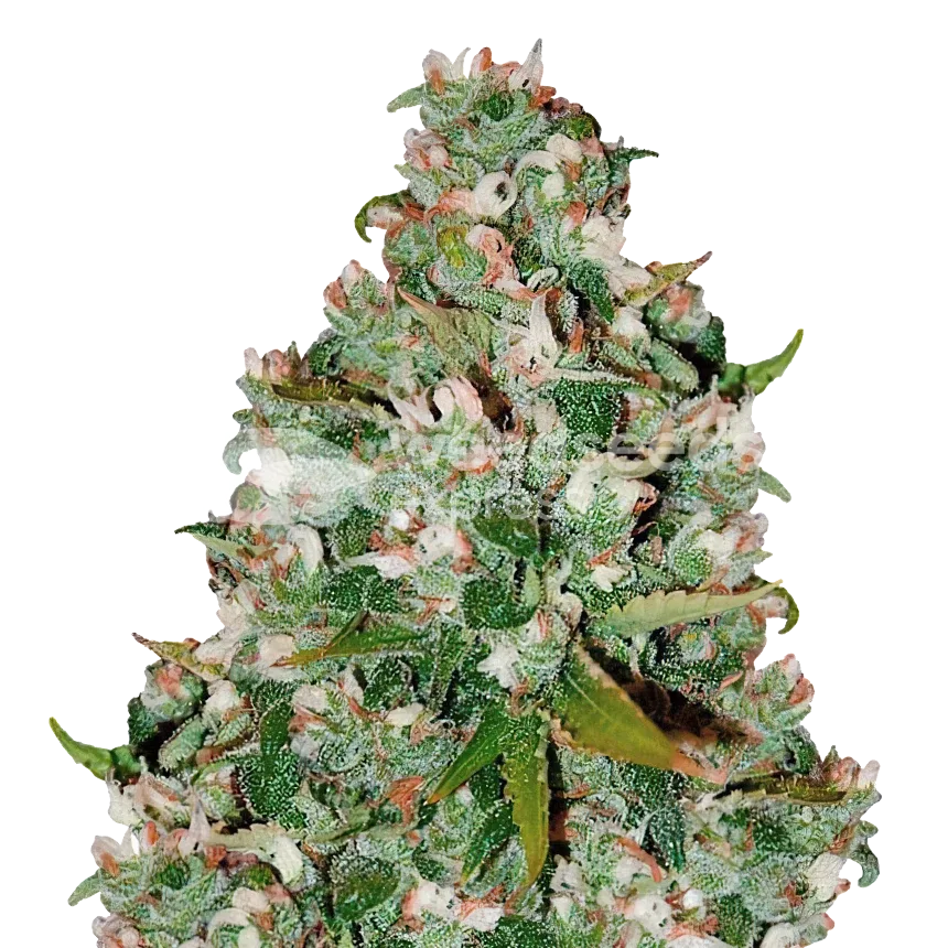 Chocolate Thai Plant