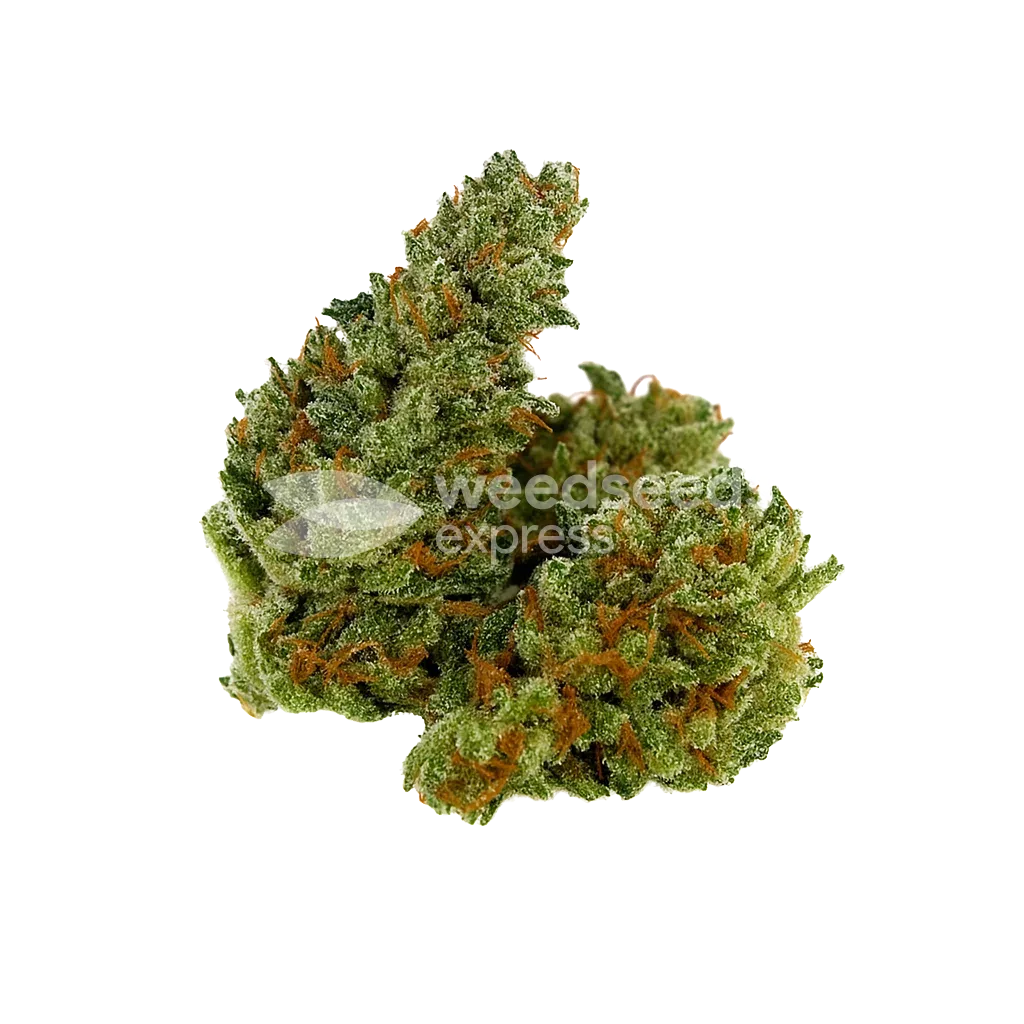 Bud de Chocolope Auto
