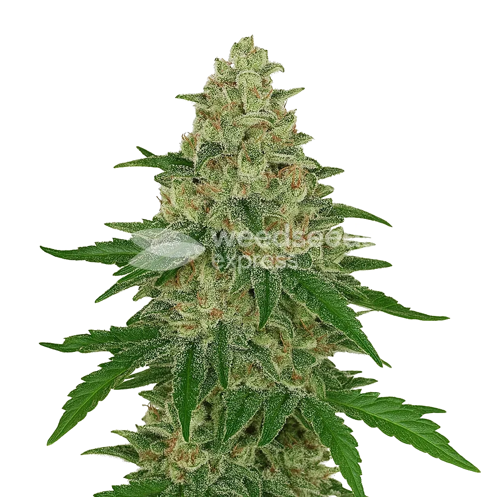 Plante de Chocolope Auto