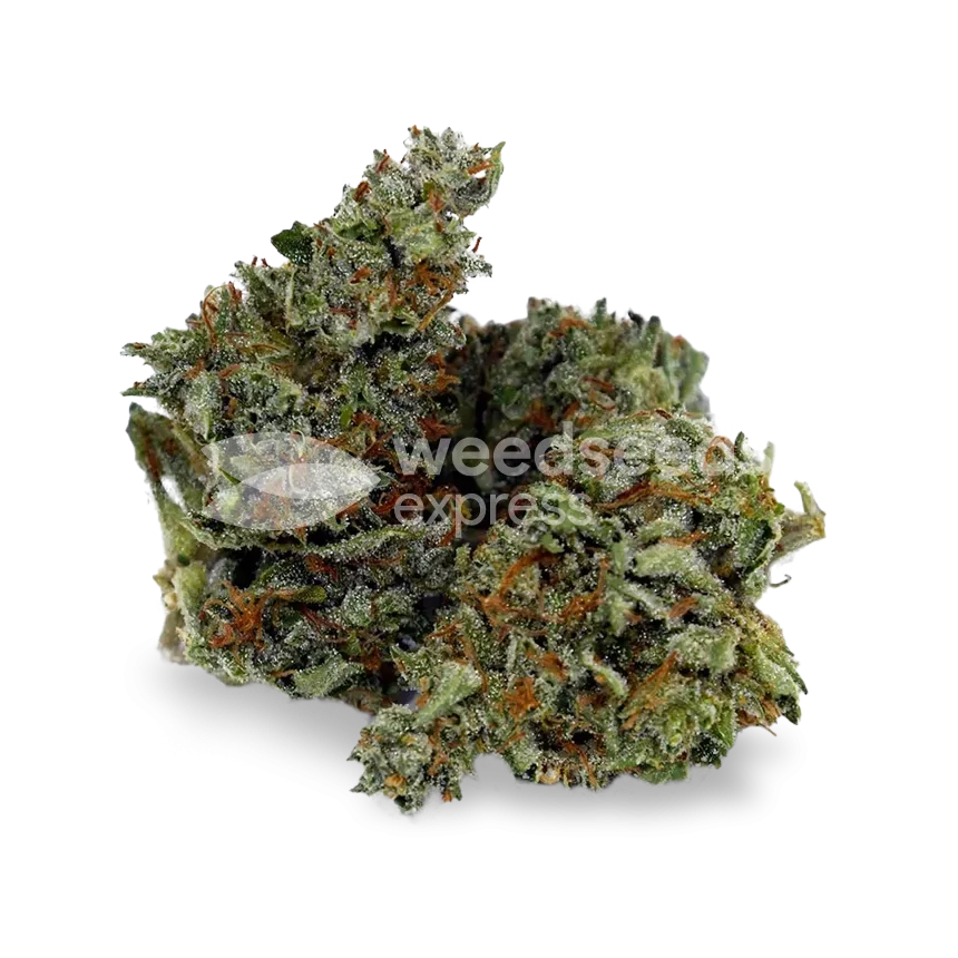 Chocolope bud