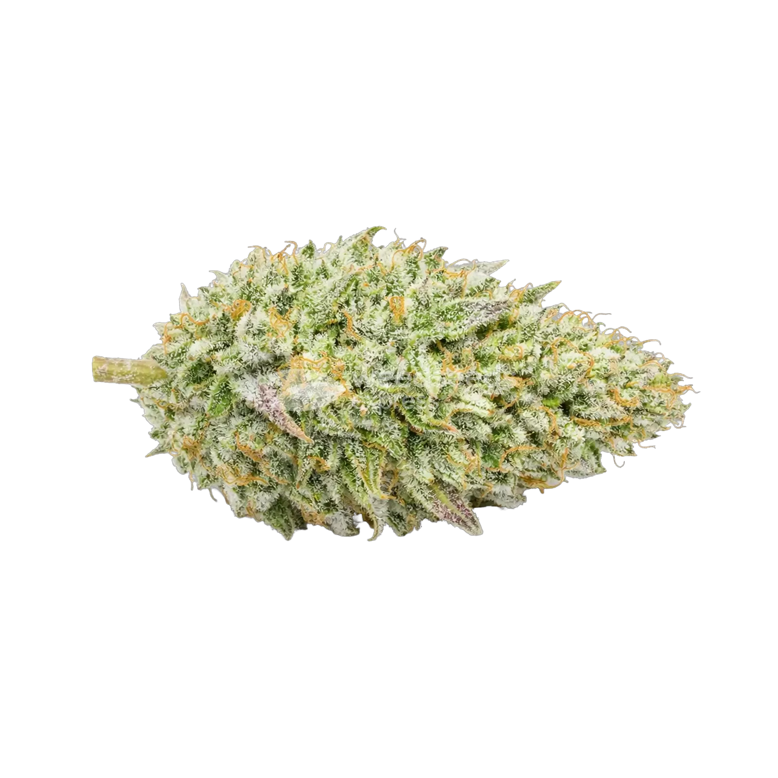 Tête de cannabis Chronic