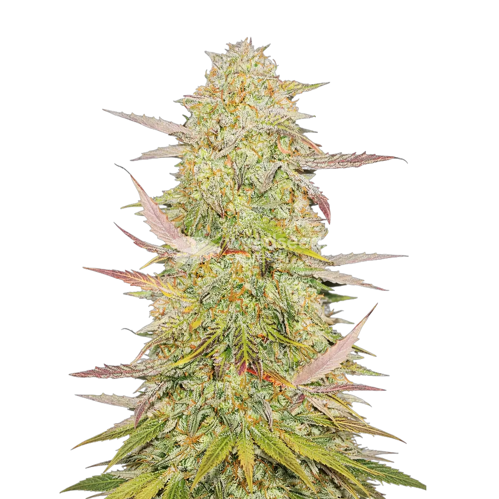 Plante de cannabis Chronic