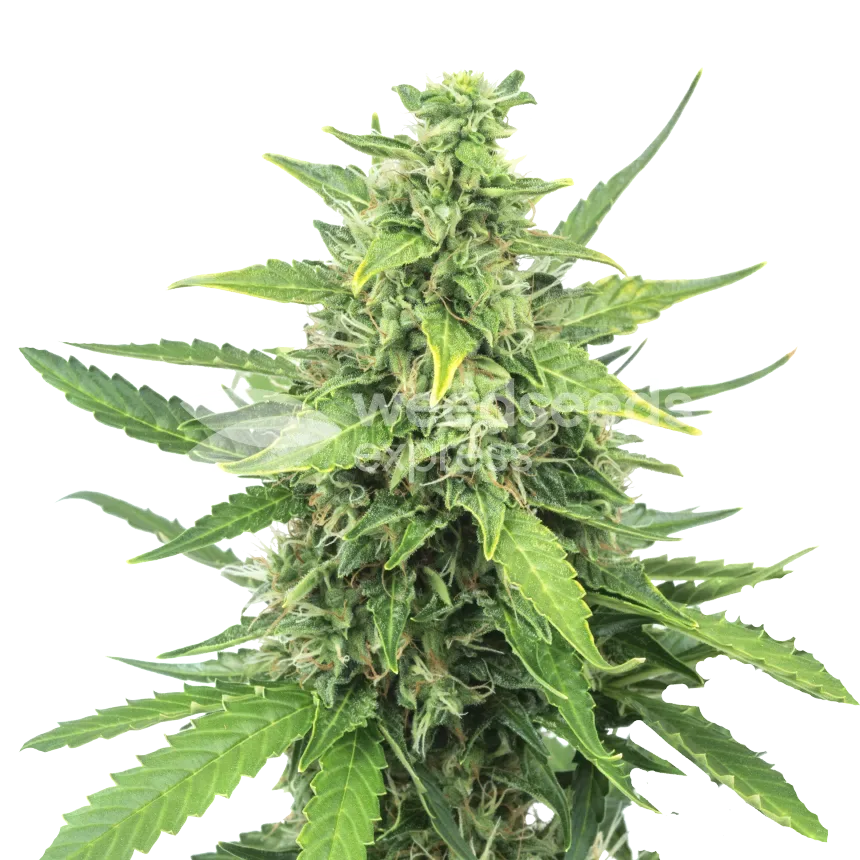 Cinderella 99 plant