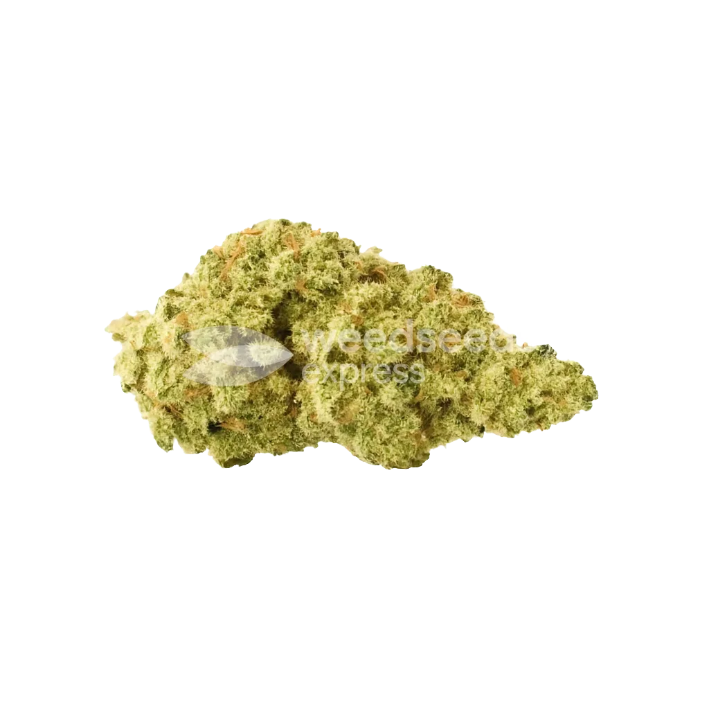 Bud de Colombian Gold Auto