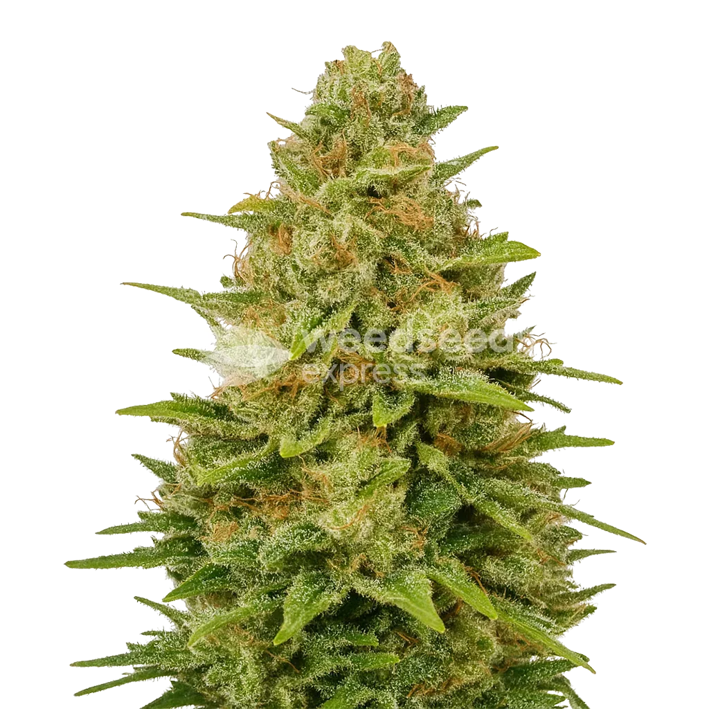Plante de Colombian Gold Auto