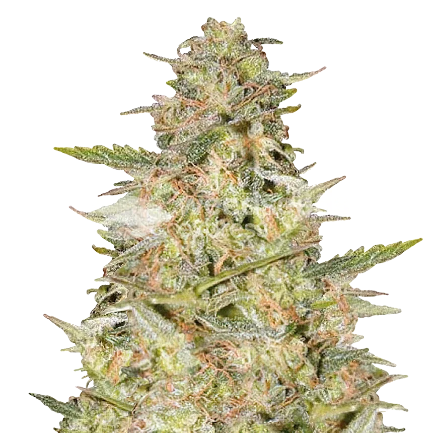 Colombian Gold Plant