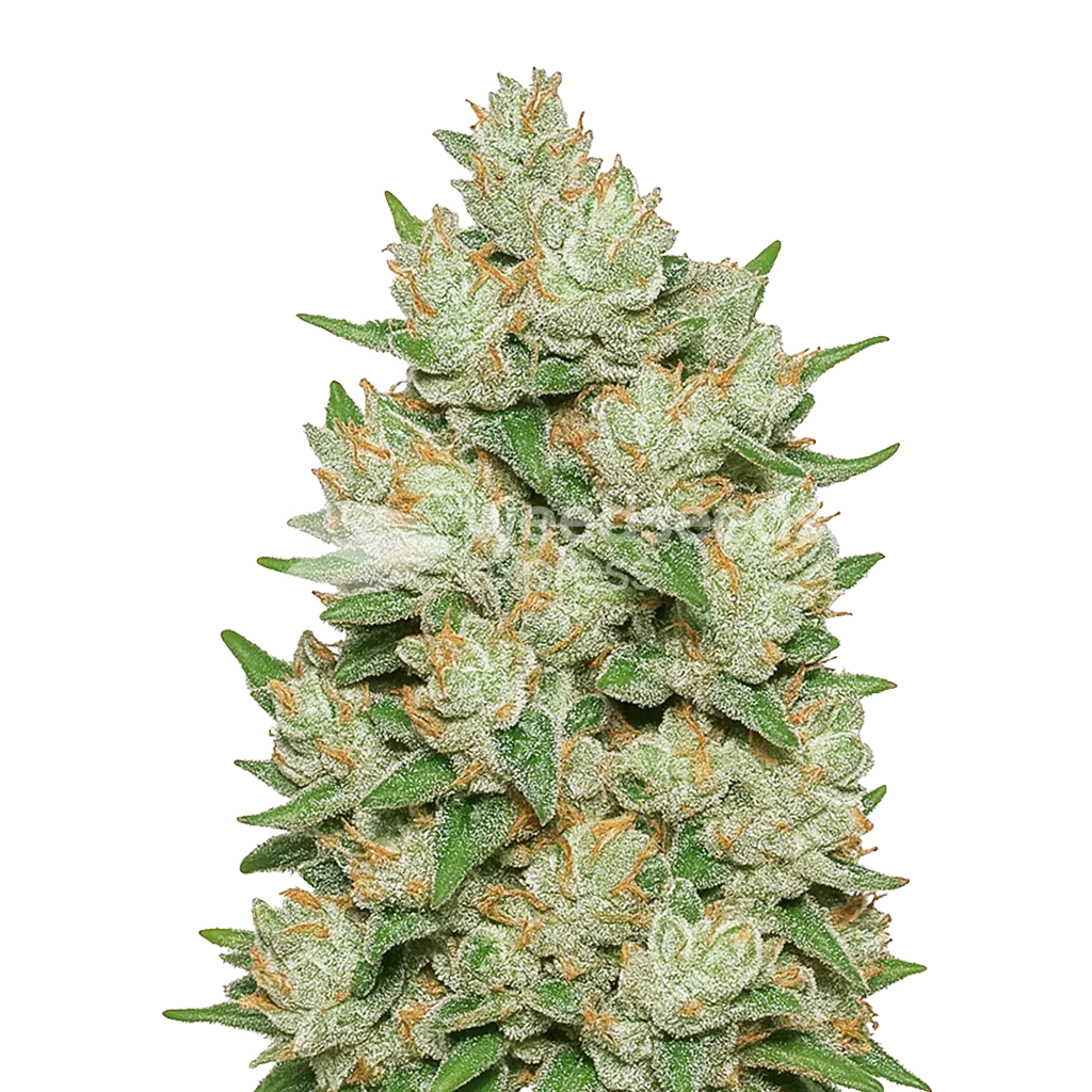 Plante de Cookies and Cream Auto