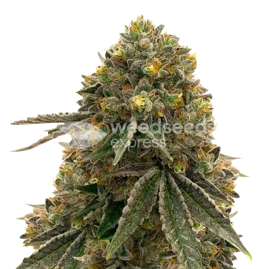 Critical 47 plant