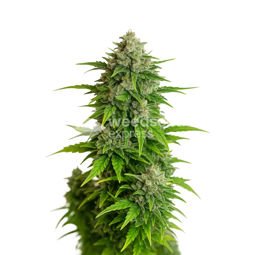 Plante de Critical Auto