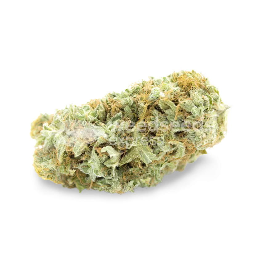 Critical bud