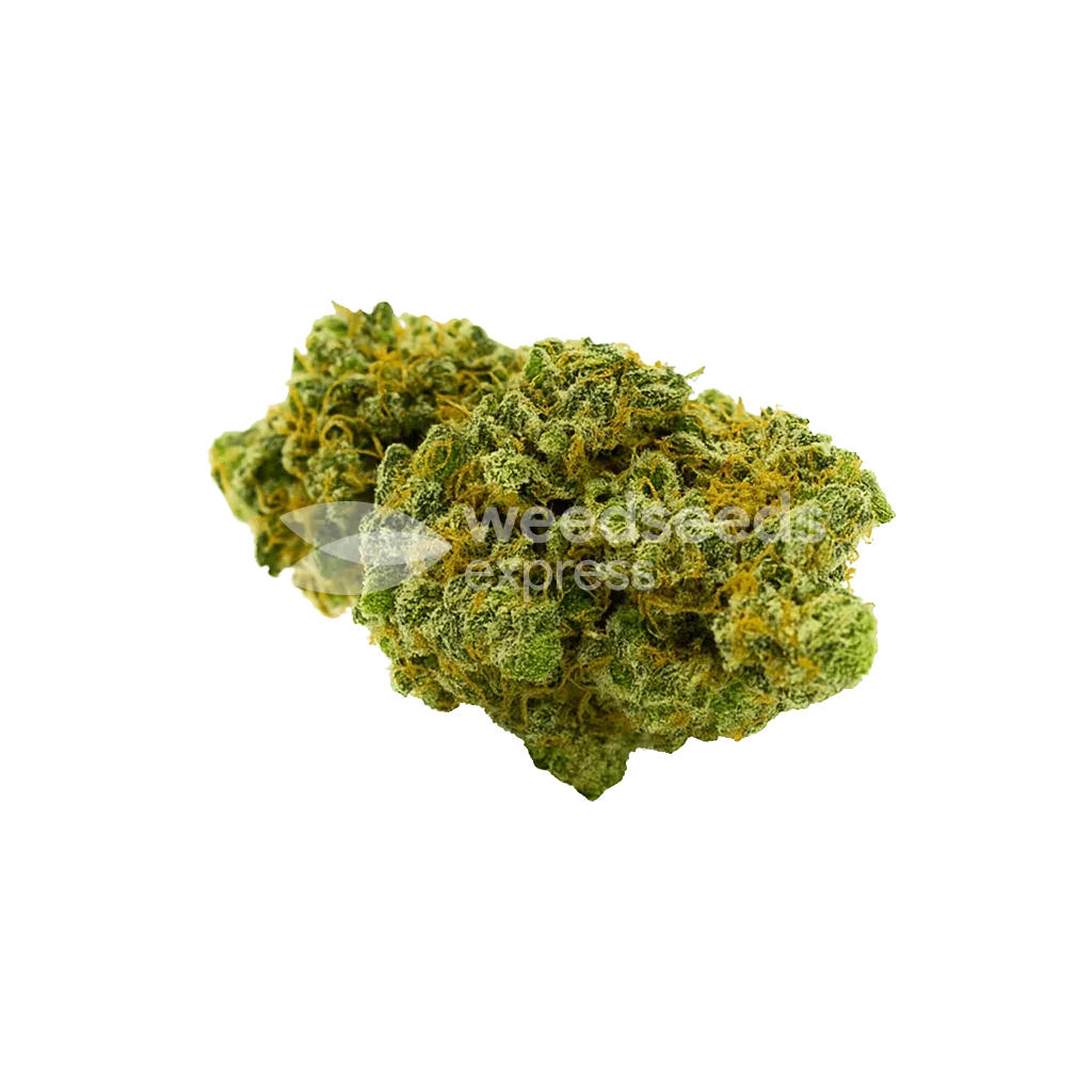 Bud de Critical Jack Auto